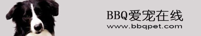 BBQ爱宠在线