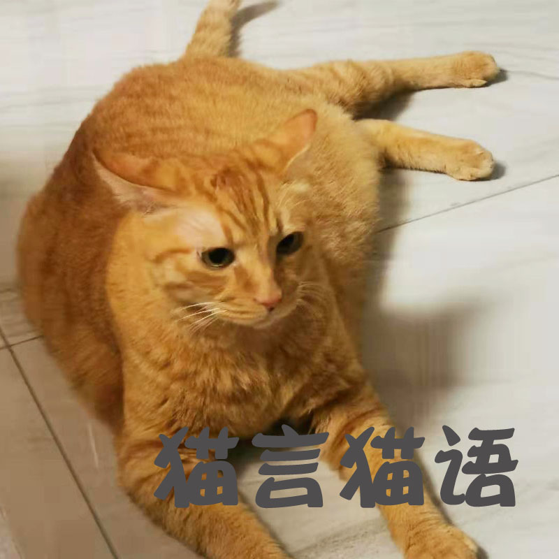 猫言猫语猫咪主题馆