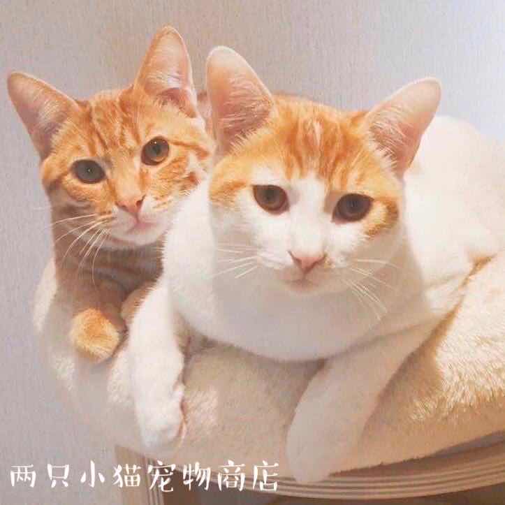 两只小猫宠物商店