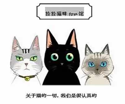 捡捡猫咪top馆